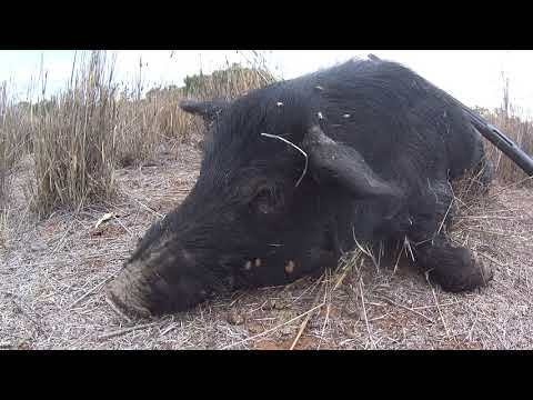 Charging Boar Day Two Pig Hunt June Long Weekend (viewer 