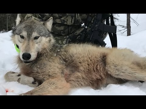 Проект вольф хантинг