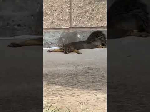 Anyone Else Splooting This Summer? | Hunting.gg