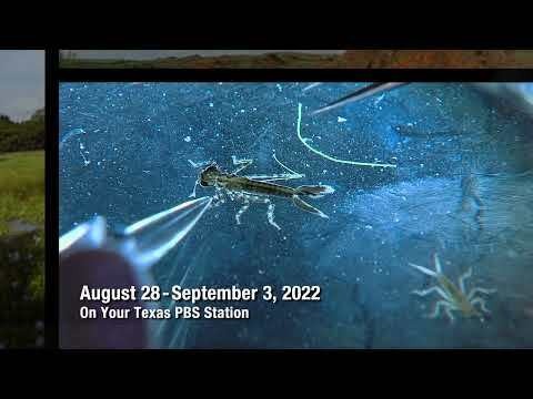 Pbs Preview Nomadic Photographer Water Critters Lockhart State Park Pbs Preview Nomadic Photographer Water Critters Lockhart State Park