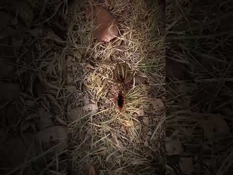 Tarantula-hawk Wasp | Hunting.gg