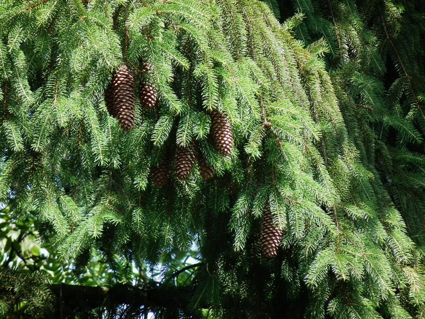 Norway spruce | Hunting.gg