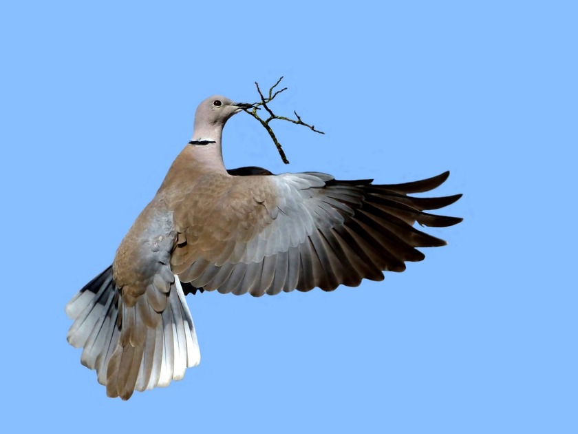Eurasian collared dove Hunting.gg